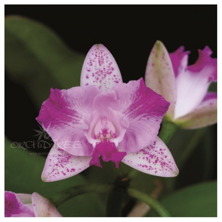 Cattleya Monte Elegante FS