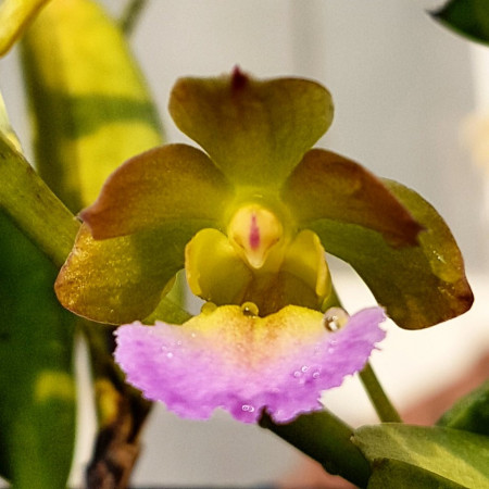 Christensonia Vietnamica x Vanda Insignis