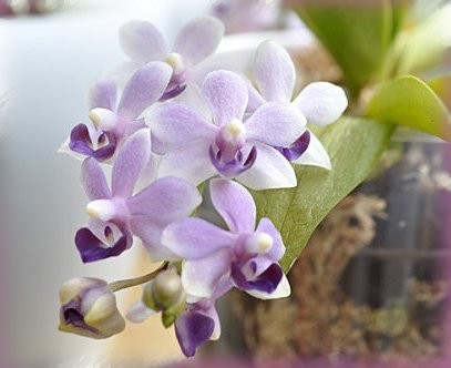 Doritaenopsis Tzu Chiang Sapphire FS j2