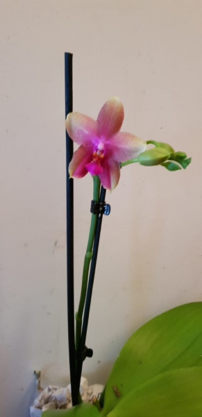 Phalaenopsis Liodoro 1T