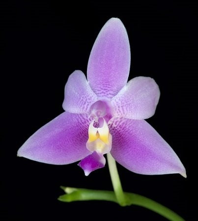 Phalaenopsis Violacea Mentawai FS