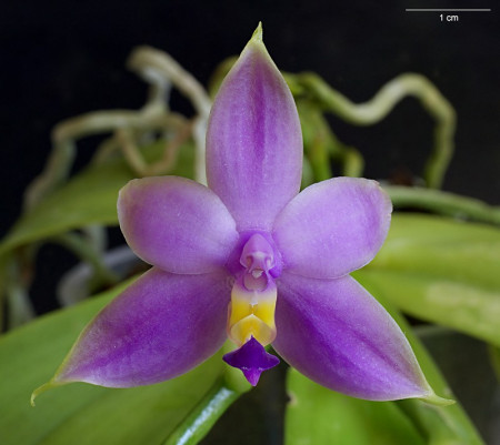 Phalaenopsis Violacea var. Coerulea FS