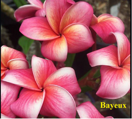 Plumeria Bayeux