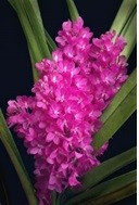 Ascocentrum Ampullaceum PCH selected clone FS