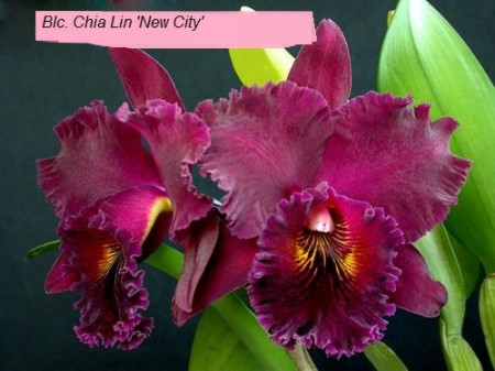 Blc. Chia Lin
