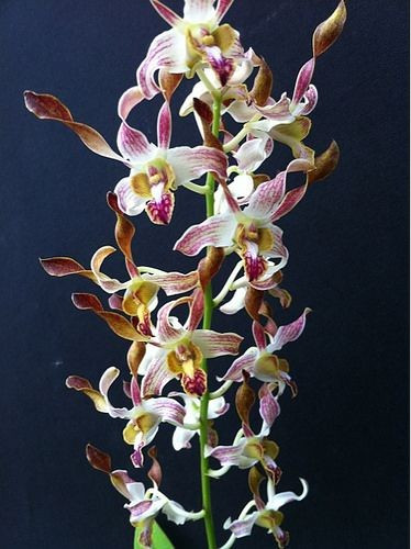 Dendrobium antelope Chan-Chao