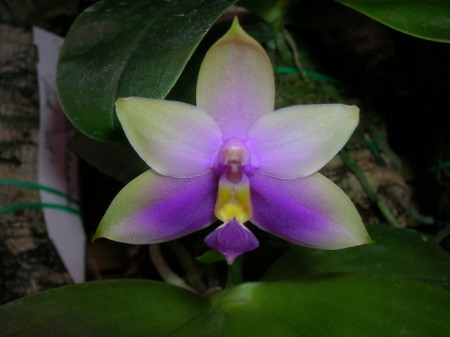 Phalaenopsis Bellina var. Coerulea