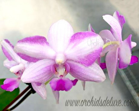 Phalaenopsis Chiada  Alice x Bellina FS