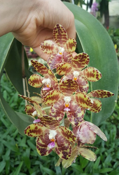Phalaenopsis Gigantea NFS