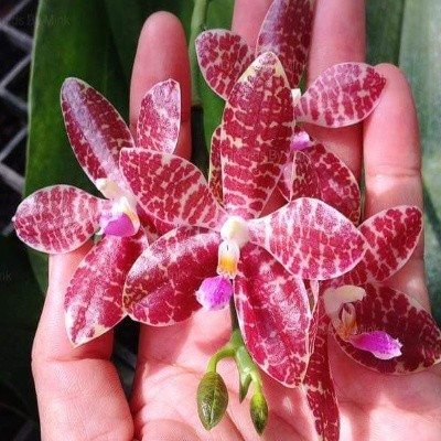 Phalaenopsis gigantea x lueddemanniana