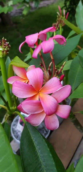 Plumeria Exotica