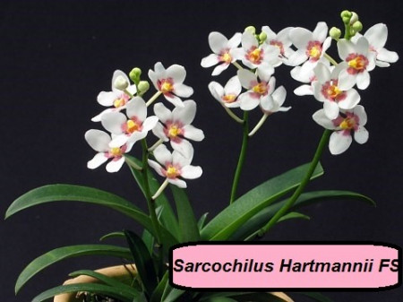 Sarcochilus Hartmannii FS