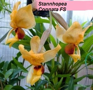 Stanhopea Connata FS