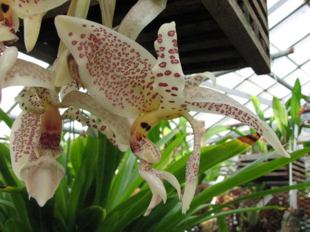 Stanhopea Oculata NFS