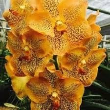 Vanda Sanchai Gold