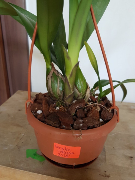 Bubophyllum lobbi