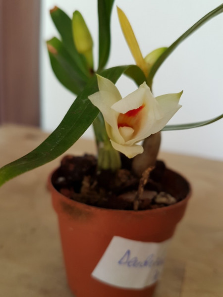 Dendrobium Fuerstenbergianum