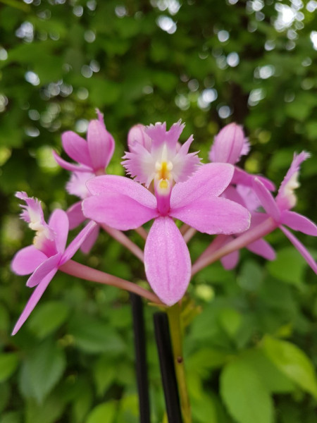 Epidendrum Radicans Rose Toeffe