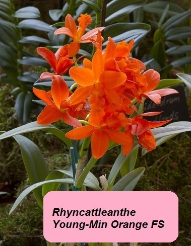 Rhyncattleante Young-Min Orange Fs