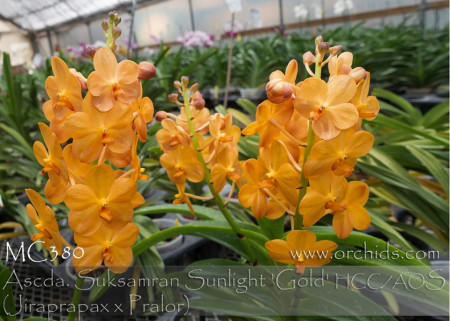 Ascda. Suksamram Sunlight AM/Korat