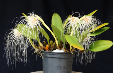 Bulbophyllum Medusae FS