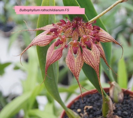 Bulbophyllum Rothschildianum FS