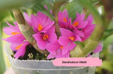 Dendrobium Hibiki FS