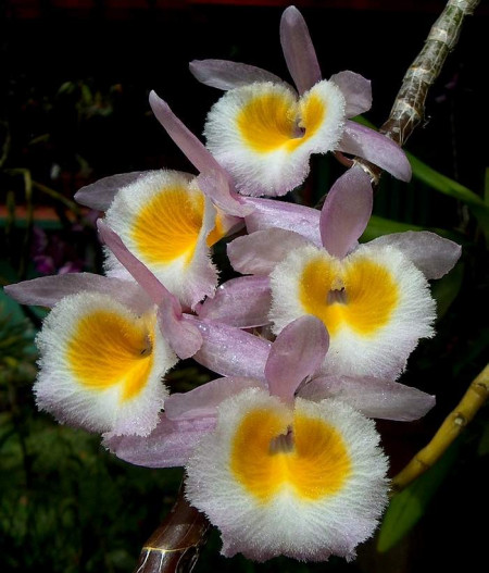 Dendrobium Primulinum FS