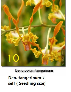 Dendrobium tangerinum orange