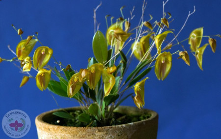 Lepanthes Escobariana FS