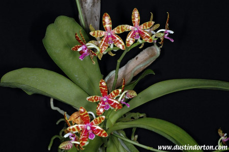 Phalaenopsis Bastianii FS