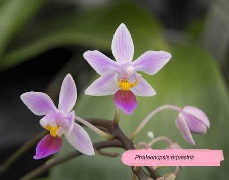 Phalaenopsis Equestris