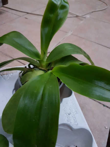 Phalaenopsis Hierogliphyca XMacassar