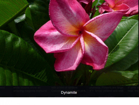 Plumeria Dynamite