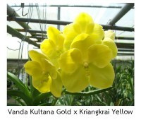 V. Kultana Gold x Kriangkrai Yellow FS