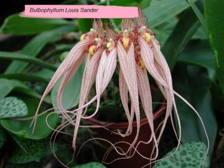 Bulbophyllum Louis Sander