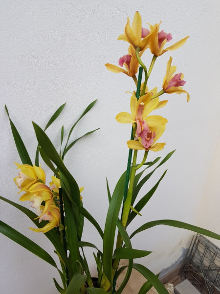 Cymbidium 2T