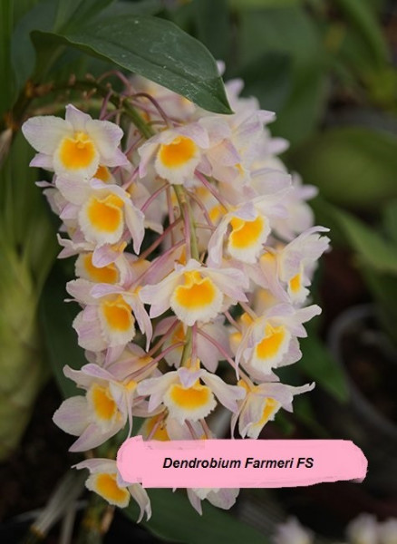 Dendrobium Farmeri FS