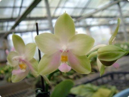Phalaenopsis Violacea var Alba x Tsays Evergreen Fs