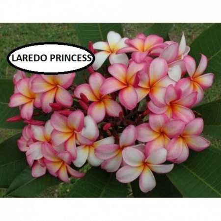 Plumeria Laredo Princess