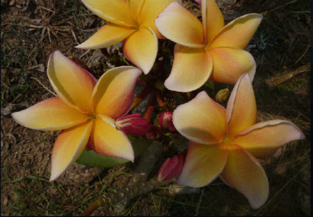 Plumeria Sahara