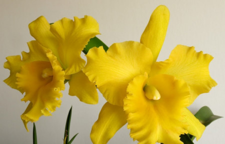 RLC Ploenpit Golden Delight, seedling