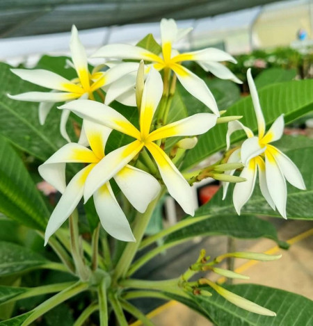 Seminte Plumeria