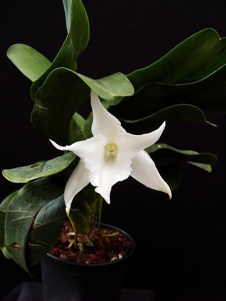 Angraecum Lemforde White Beauty FS