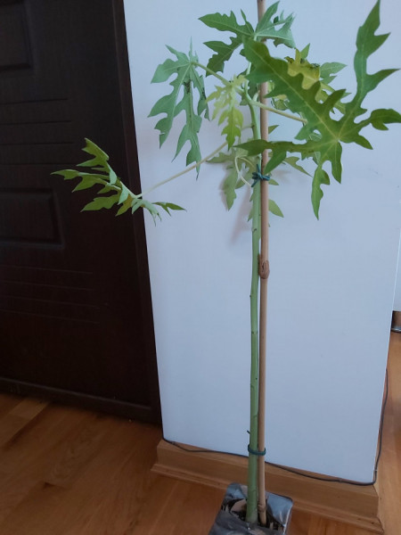 Planta Papaya