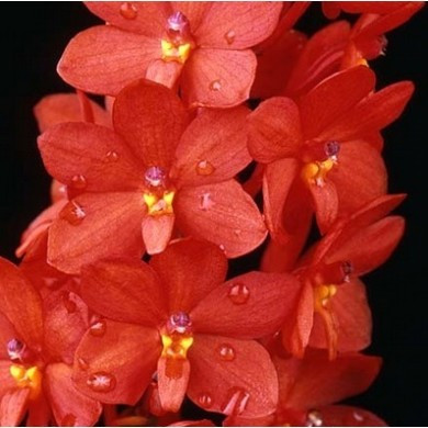 ASCTM. Curvifolium
