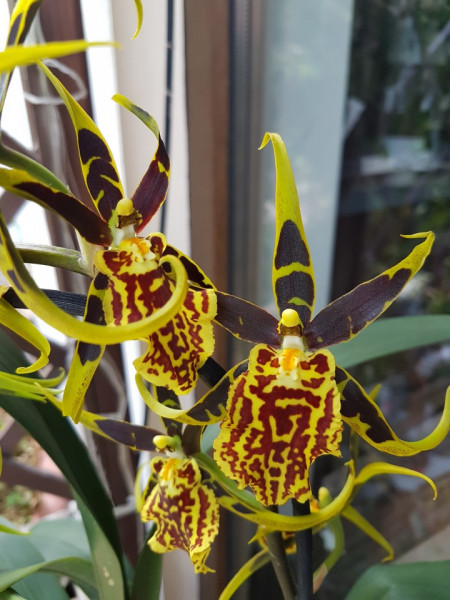 Brassia Mystic Maze