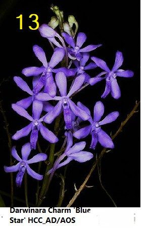 Darwinara Charm Blue Star HCC_AD/AOS