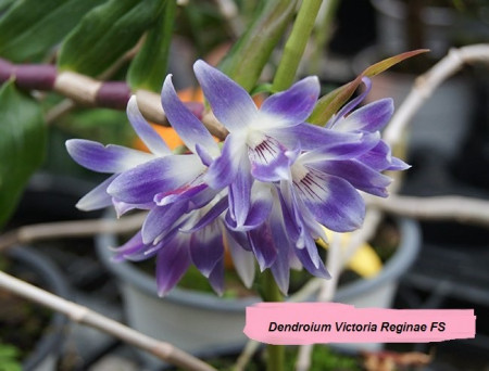 Dendrobium Victoria Reginae FS