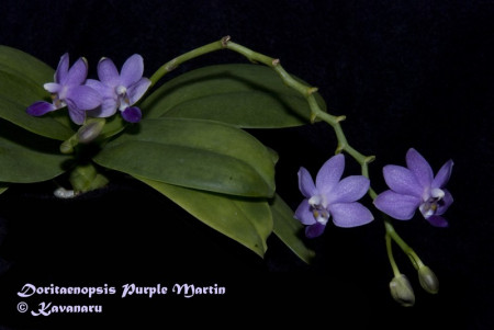 Doritaenopsis Purple Martin FS